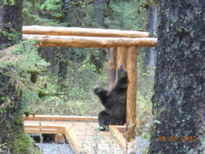 bear